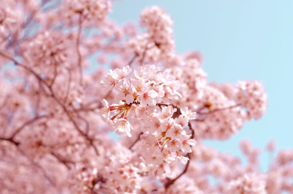 Cherry blossom trees in a London park during spring