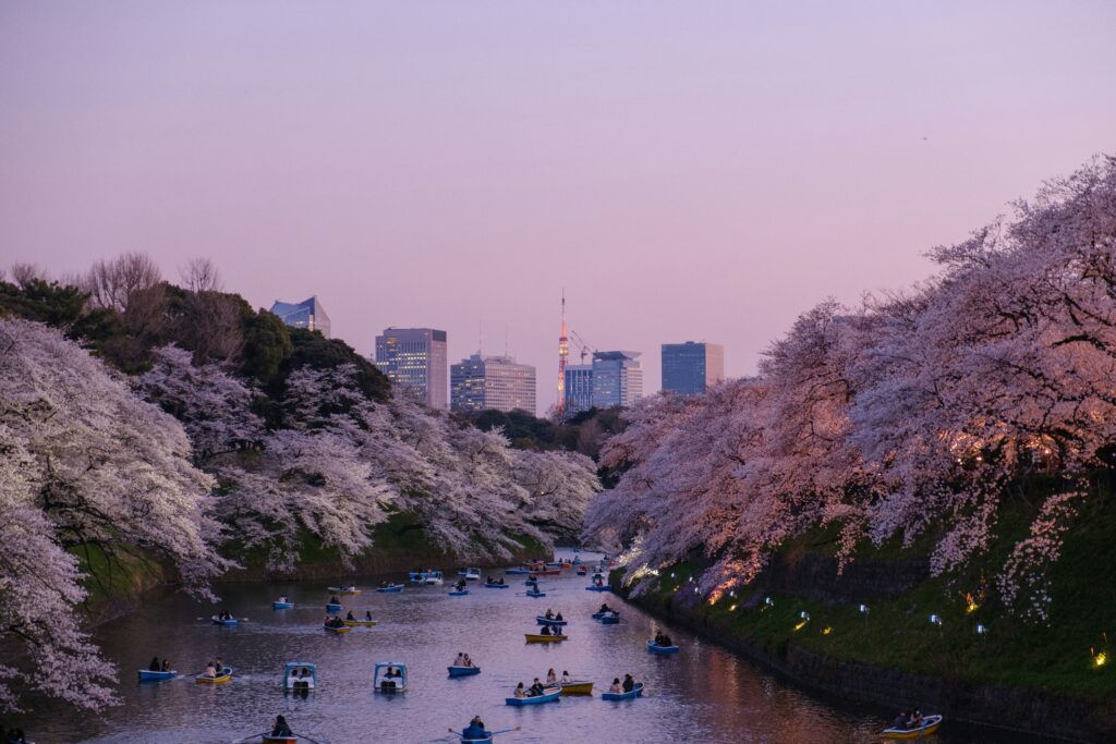 Cherry blossom sakura trees in full bloom in Japan